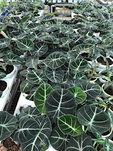 Alocasia Black Velvet Care: How to Grow This Stunning Jewel Alocasia